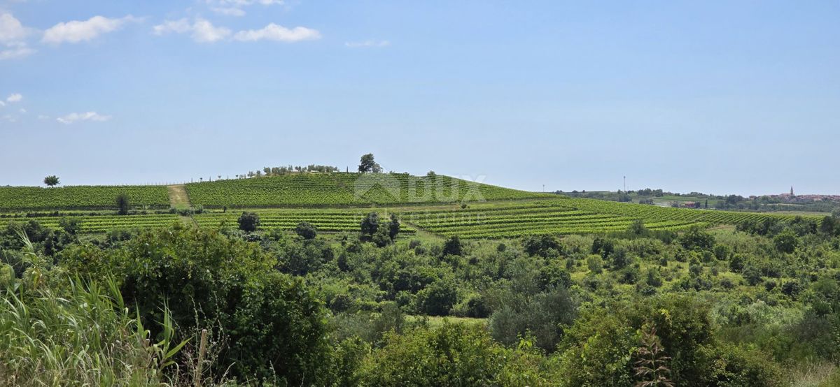 ISTRIA, BUJE - Terreno edificabile ai margini della zona edificabile, vista panoramica