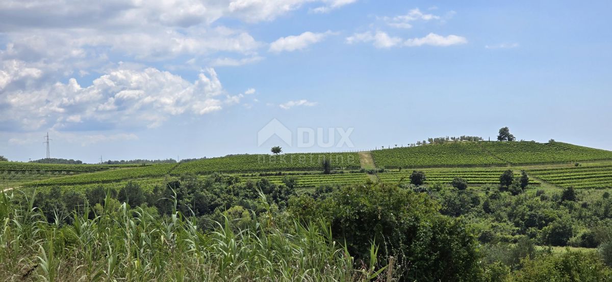 ISTRIA, BUJE - Terreno edificabile ai margini della zona edificabile, vista panoramica