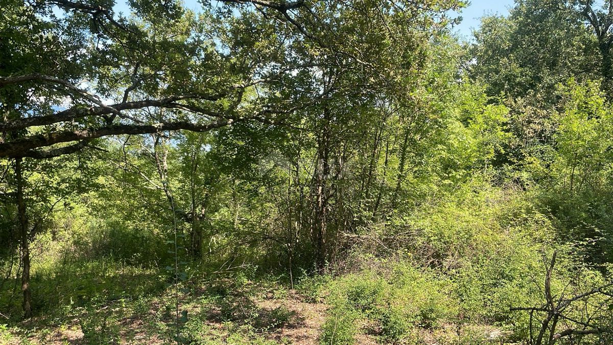 ISTRA, PIĆAN - Ampio complesso di terreno in una posizione tranquilla