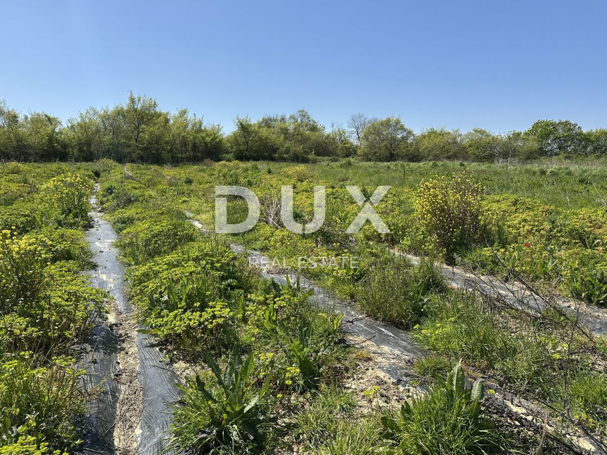 ZADAR, MURVICA - Terreno agricolo con potenziale - 3000m²