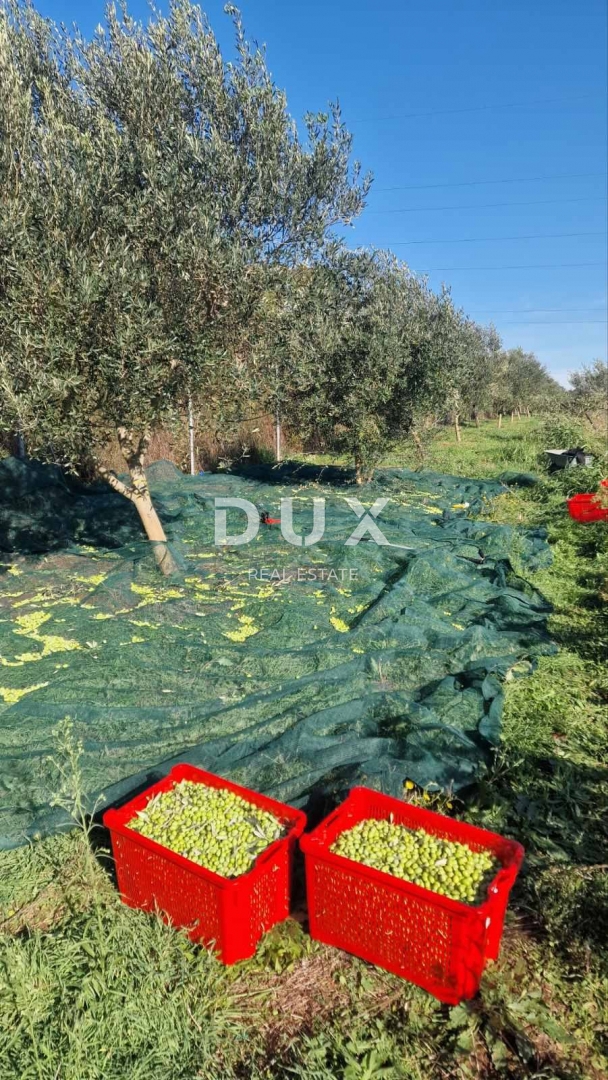 ISTRIA, POLA - Ampio uliveto con 150 alberi