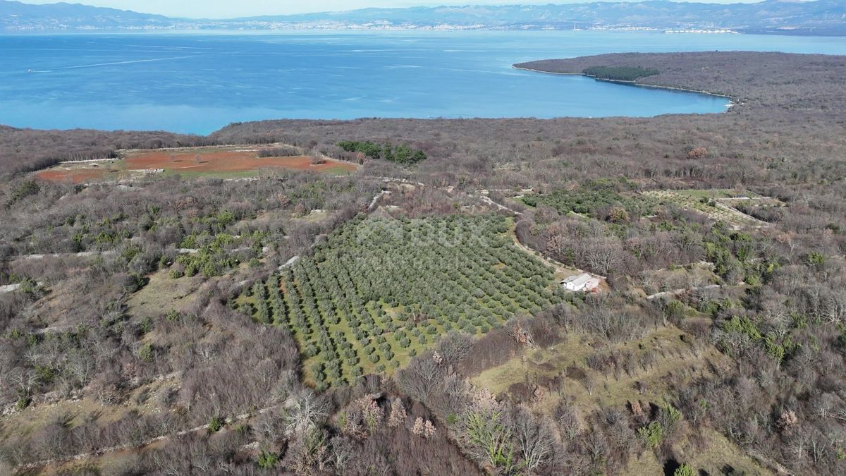 ISOLA DI KRK, ŠOTOVENTO - Un bellissimo uliveto 