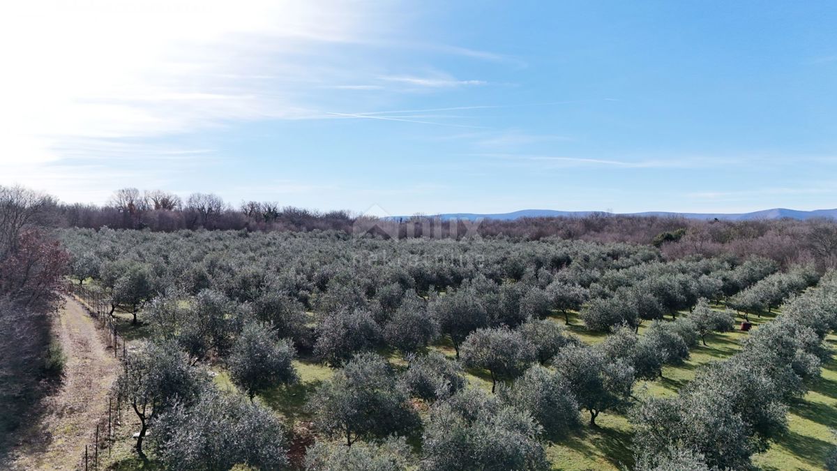 ISOLA DI KRK, ŠOTOVENTO - Un bellissimo uliveto 