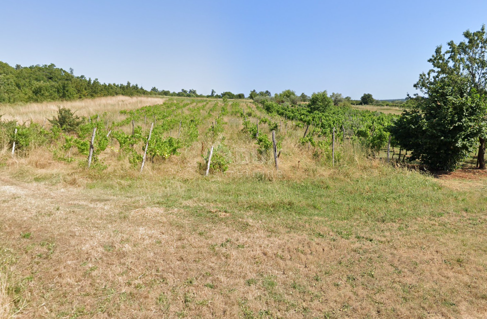 ISTRIA, BALE - Terreno agricolo con ricco vigneto e uliveto