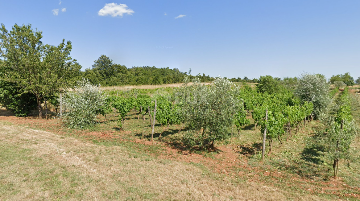 ISTRIA, BALE - Terreno agricolo con ricco vigneto e uliveto