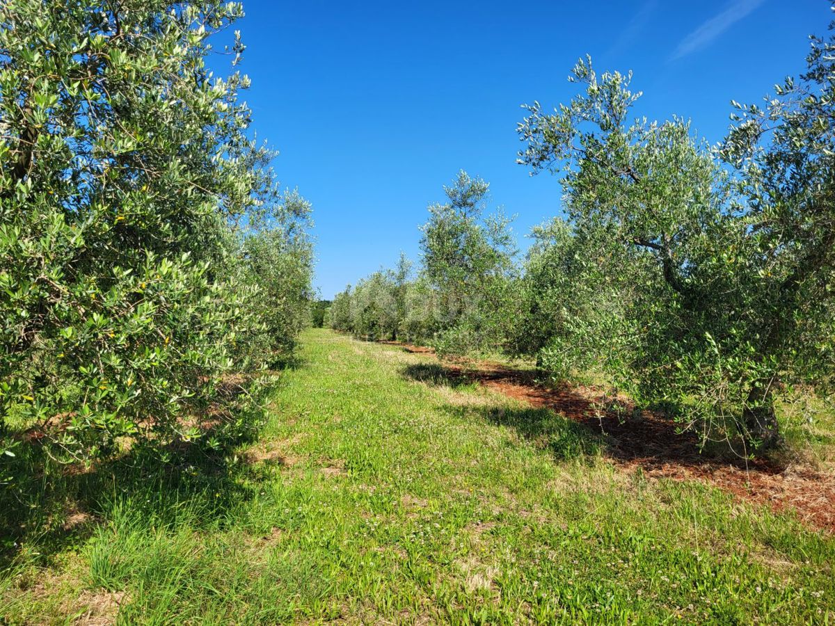 ISTRIA, CITTANOVA - Ampio uliveto con 300 piante di ulivo e annesso