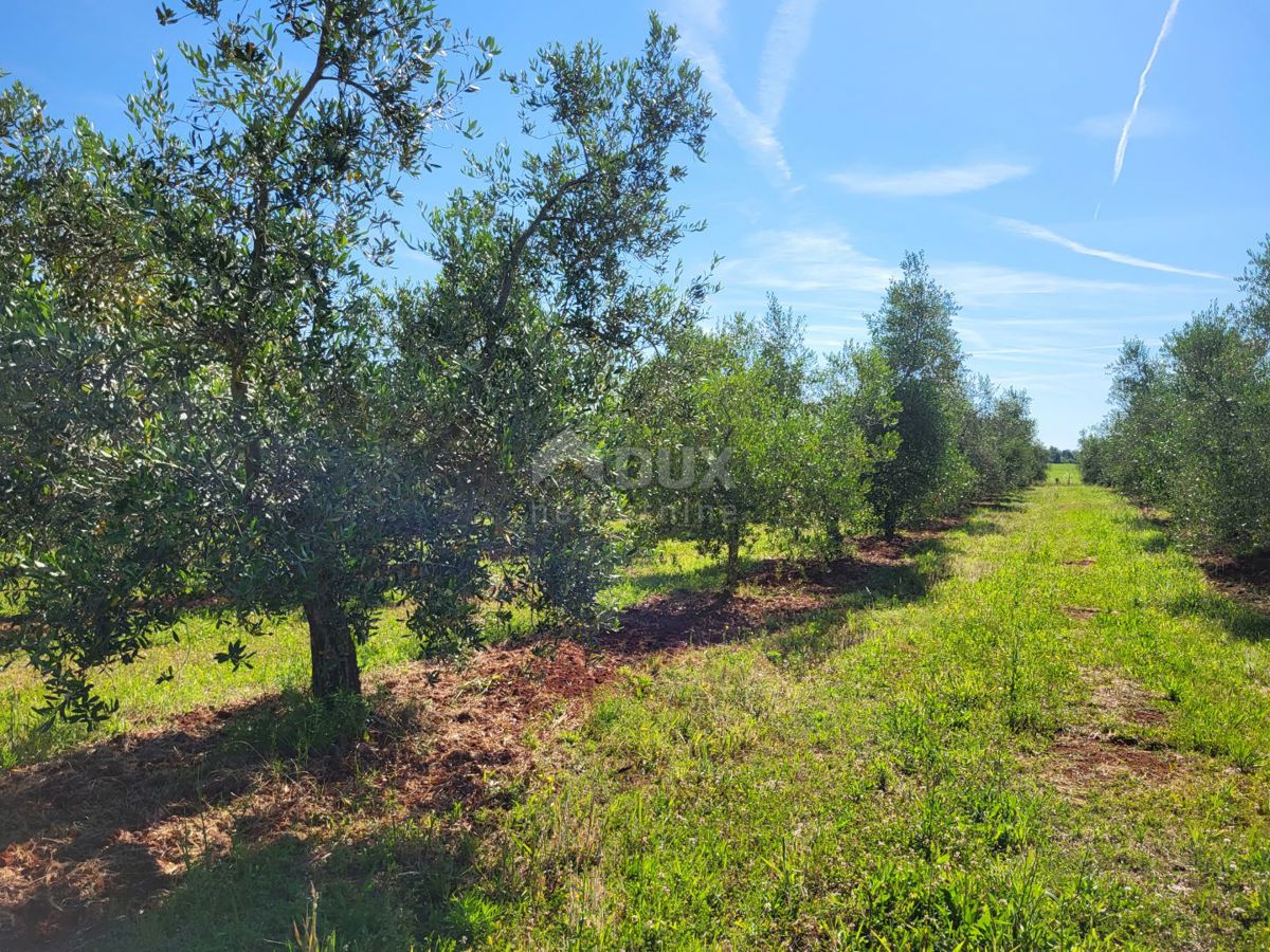 ISTRIA, CITTANOVA - Ampio uliveto con 300 piante di ulivo e annesso