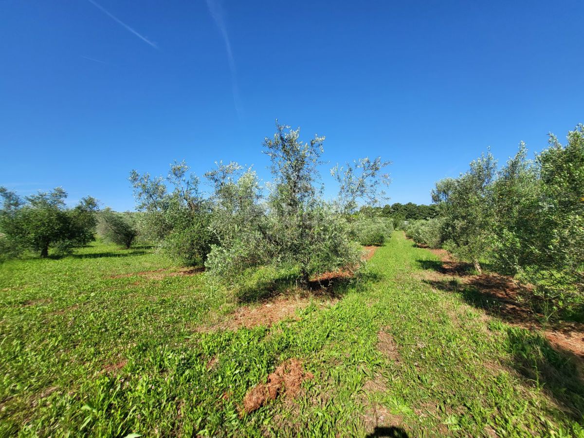 ISTRIA, CITTANOVA - Ampio uliveto con 300 piante di ulivo e annesso