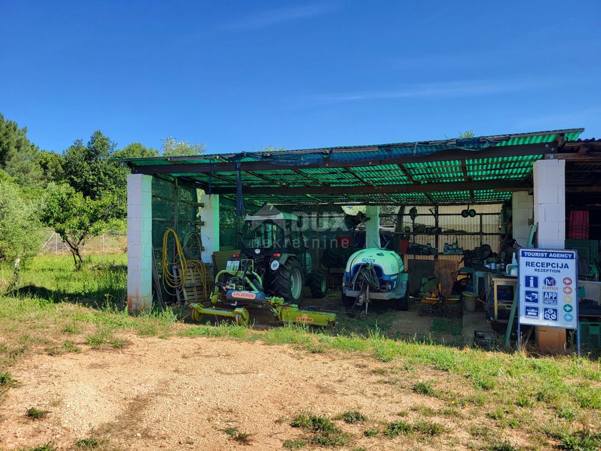 ISTRIA, CITTANOVA - Ampio uliveto con 300 piante di ulivo e annesso