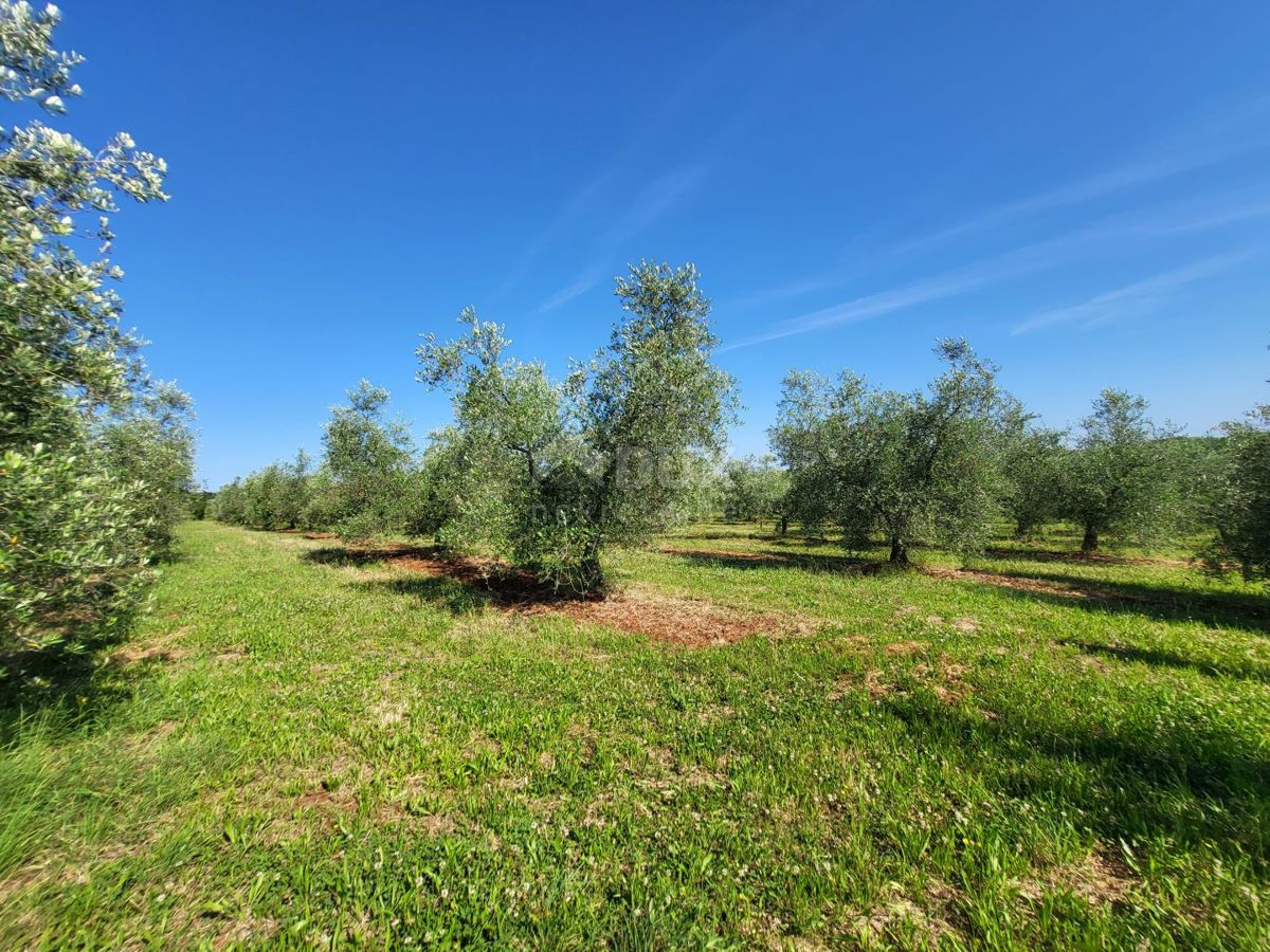 ISTRIA, CITTANOVA - Ampio uliveto con 300 piante di ulivo e annesso
