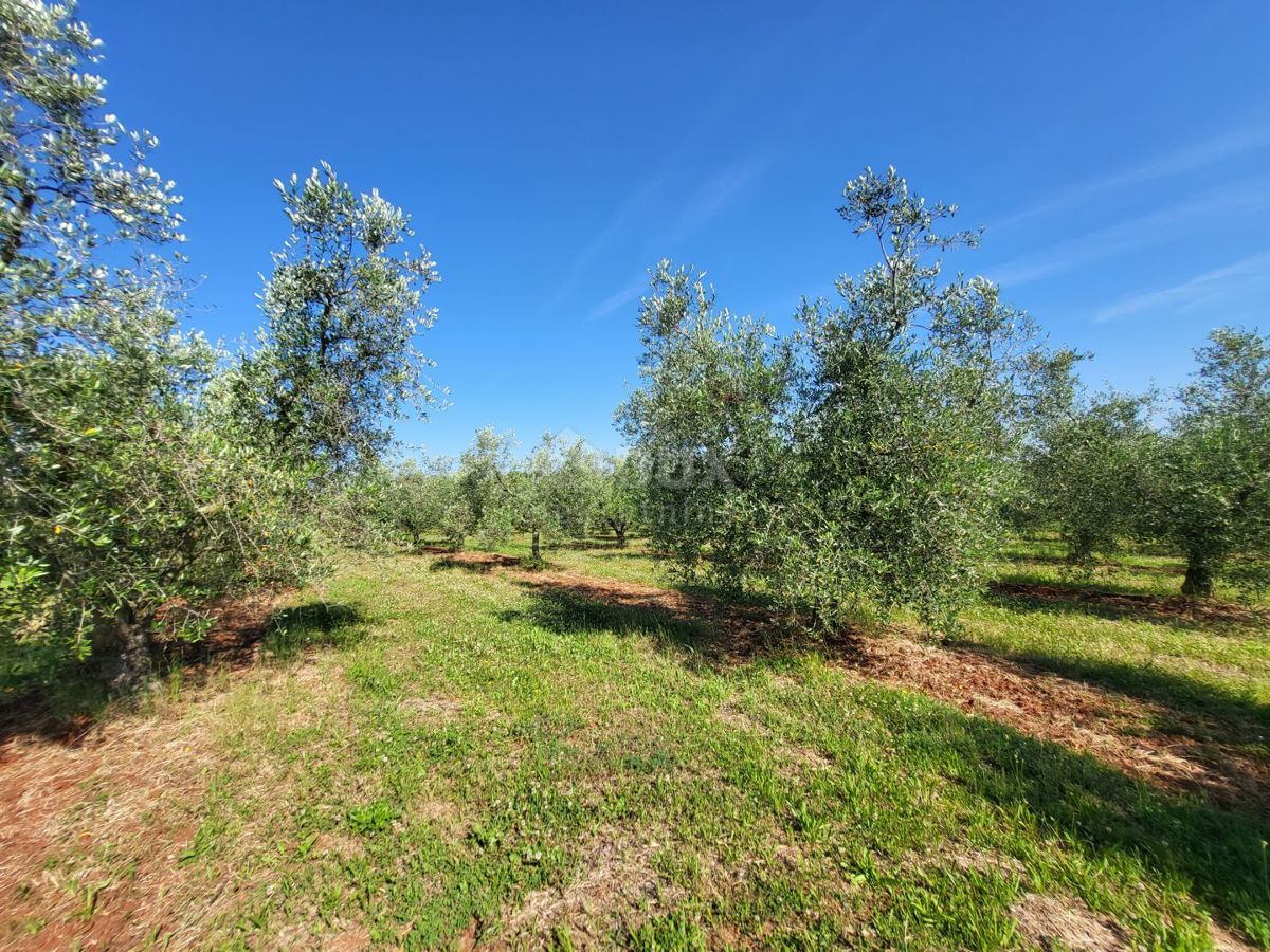 ISTRIA, CITTANOVA - Ampio uliveto con 300 piante di ulivo e annesso