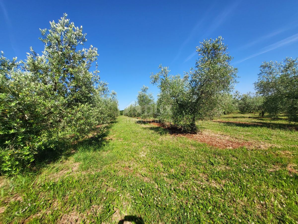 ISTRIA, CITTANOVA - Ampio uliveto con 300 piante di ulivo e annesso