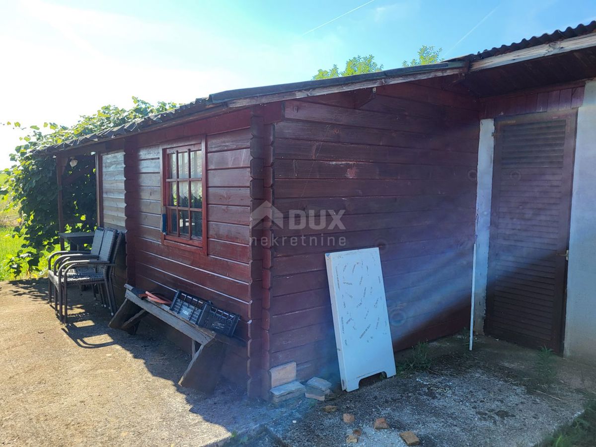ISTRIA, CITTANOVA - Ampio uliveto con 300 piante di ulivo e annesso