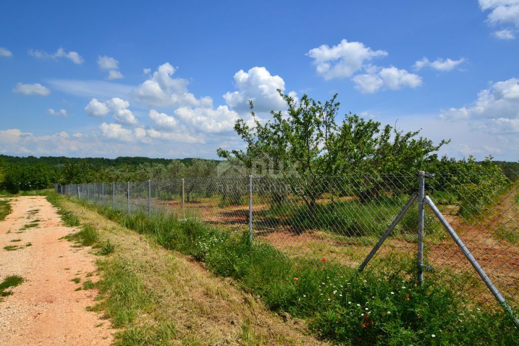 ISTRIA, CITTANOVA - Ampio uliveto con 300 piante di ulivo e annesso