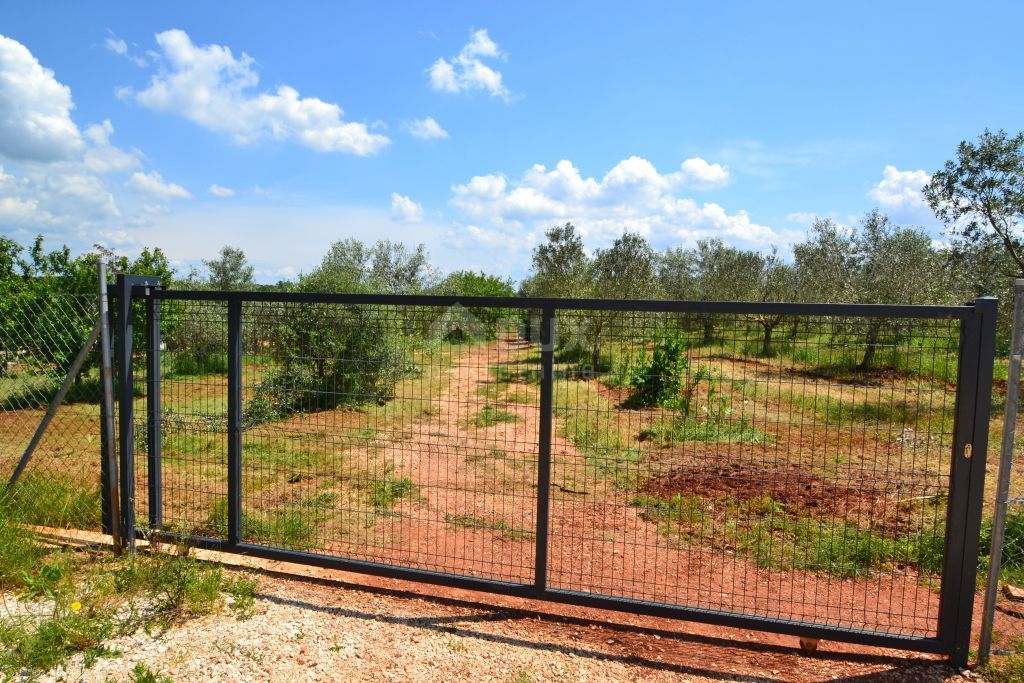 ISTRIA, CITTANOVA - Ampio uliveto con 300 piante di ulivo e annesso