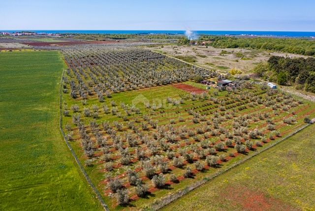 ISTRIA, CITTANOVA - Ampio uliveto con 300 piante di ulivo e annesso