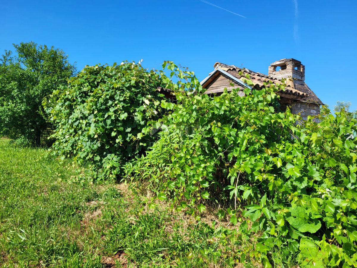 ISTRIA, CITTANOVA - Ampio uliveto con 300 piante di ulivo e annesso