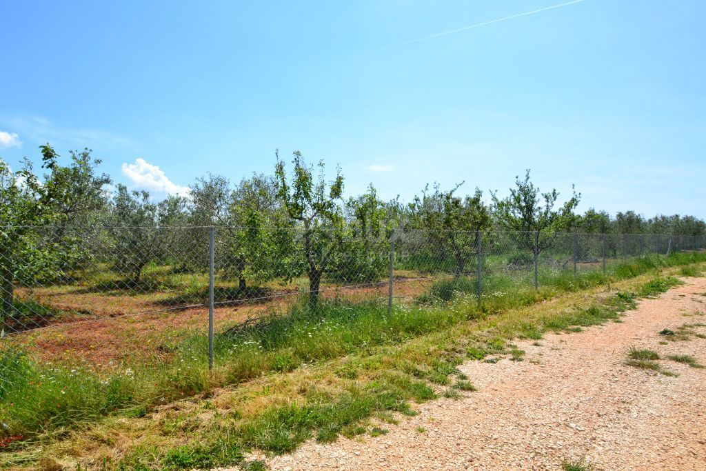 ISTRIA, CITTANOVA - Ampio uliveto con 300 piante di ulivo e annesso