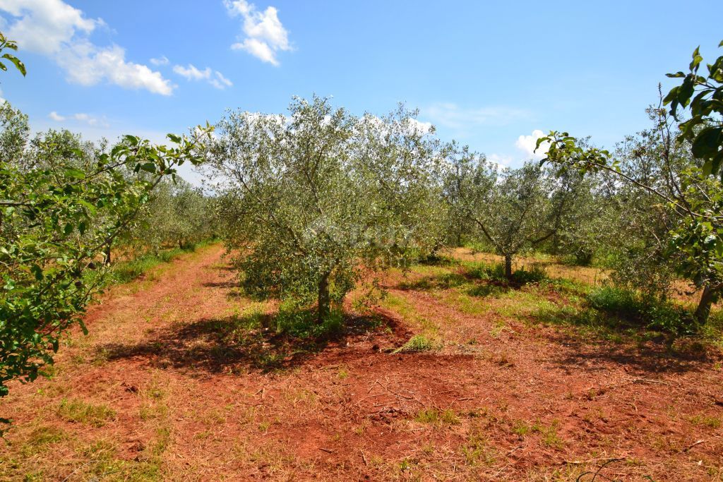ISTRIA, CITTANOVA - Ampio uliveto con 300 piante di ulivo e annesso