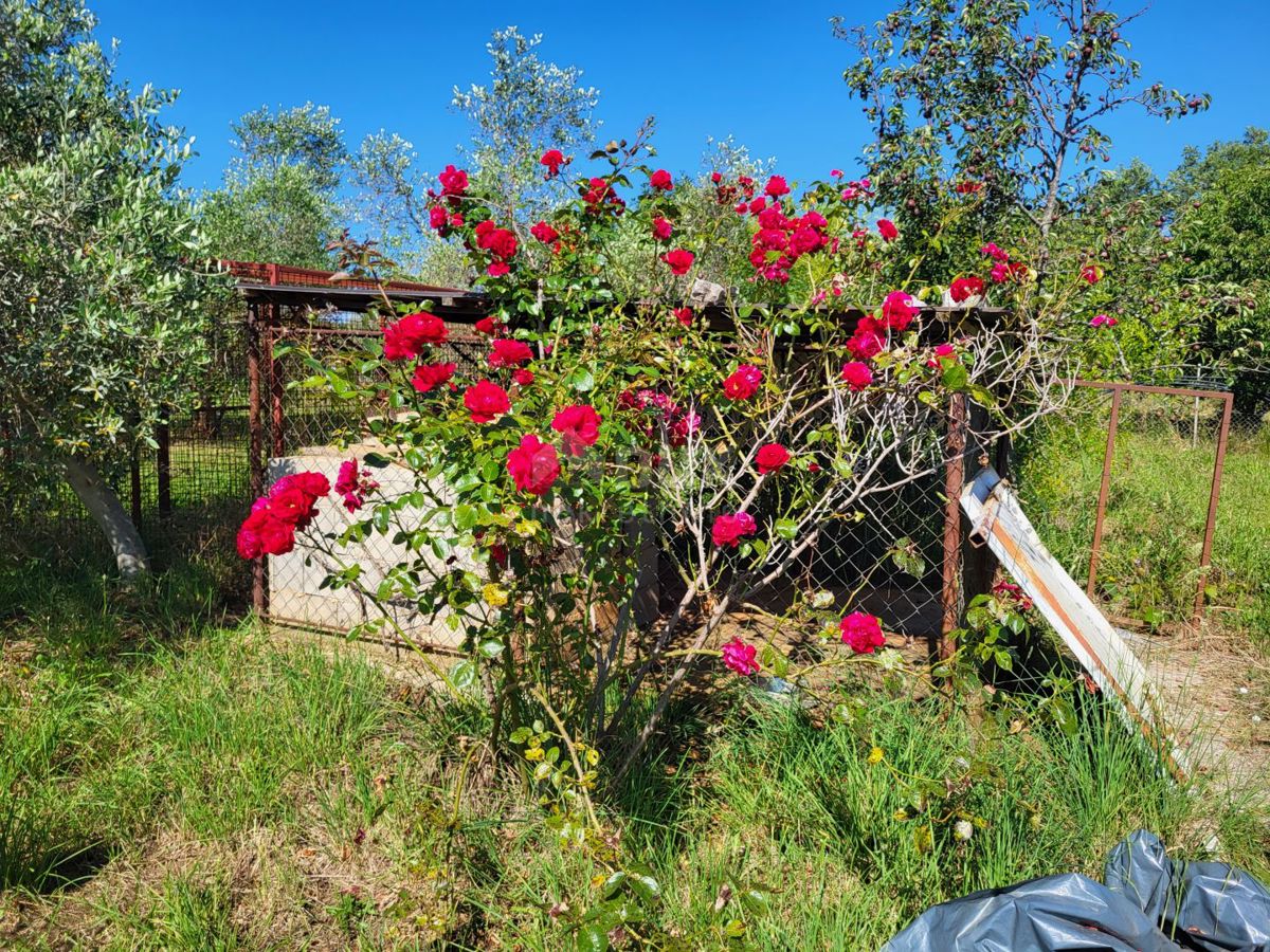 ISTRIA, CITTANOVA - Ampio uliveto con 300 piante di ulivo e annesso