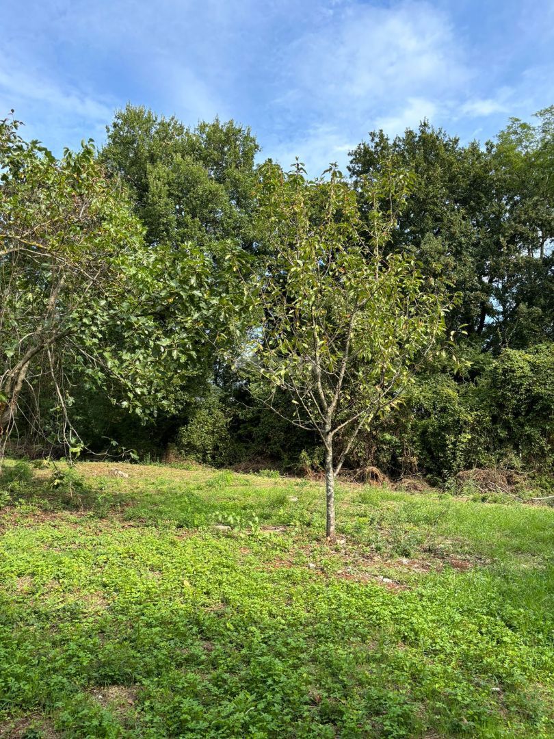 ISTRIA, BARBAN Casa parzialmente ristrutturata in bella posizione + terreno edificabile!