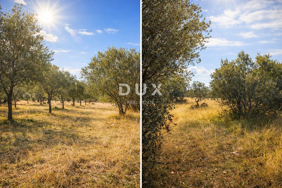 ISTRIA, VODNJAN – Terreno agricolo