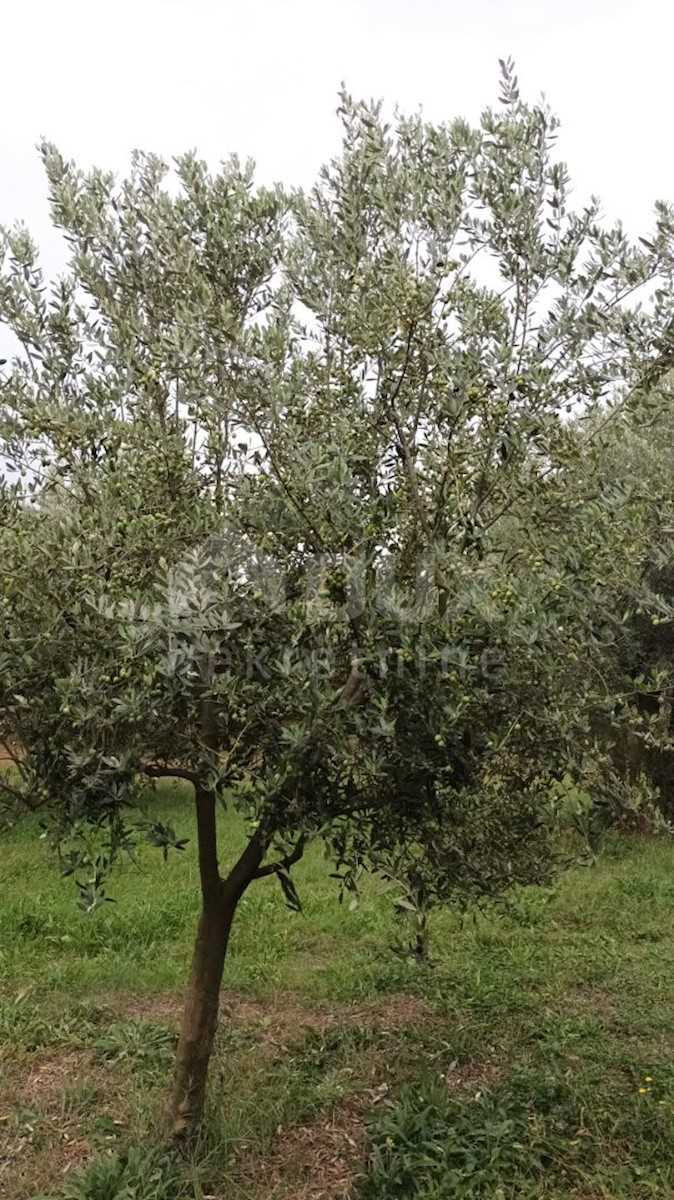 Terreno Brtonigla, 3.418m2
