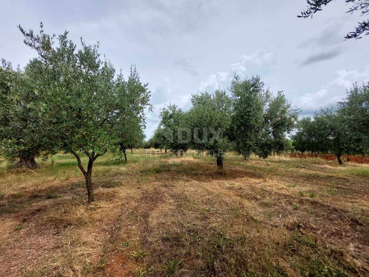 Terreno Brtonigla, 3.418m2