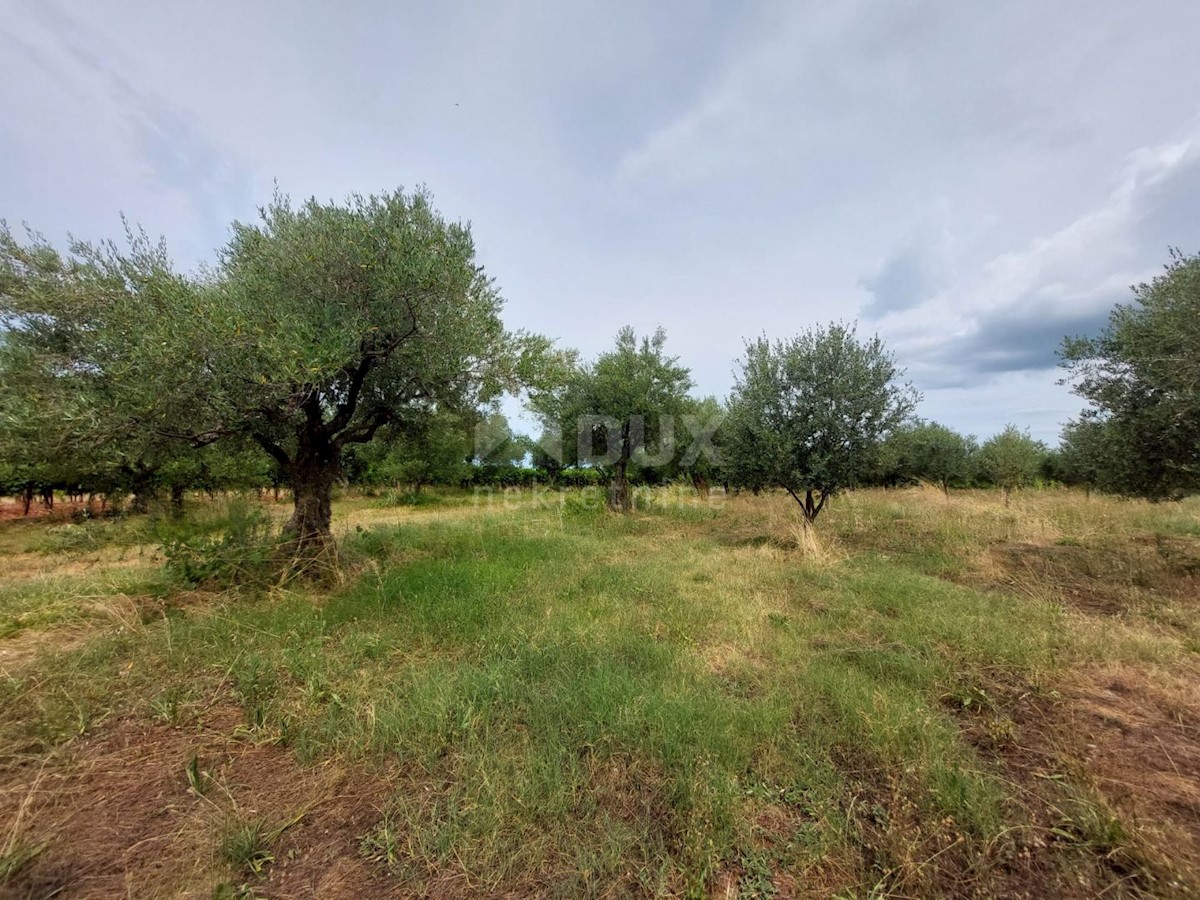 Terreno Brtonigla, 3.418m2