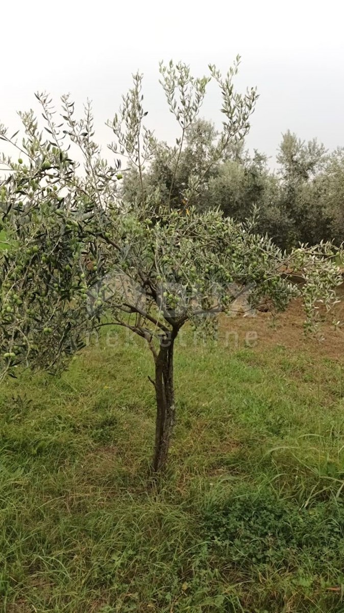 Terreno Brtonigla, 3.418m2