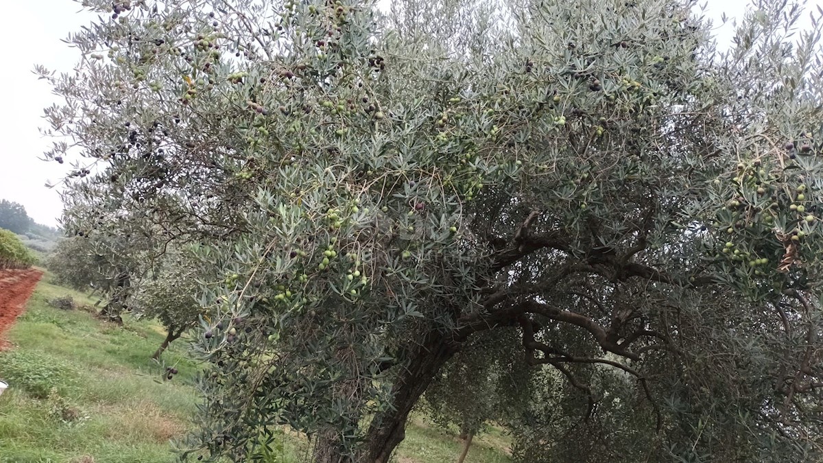 Terreno Brtonigla, 3.418m2