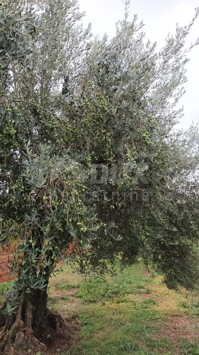 Terreno Brtonigla, 3.418m2