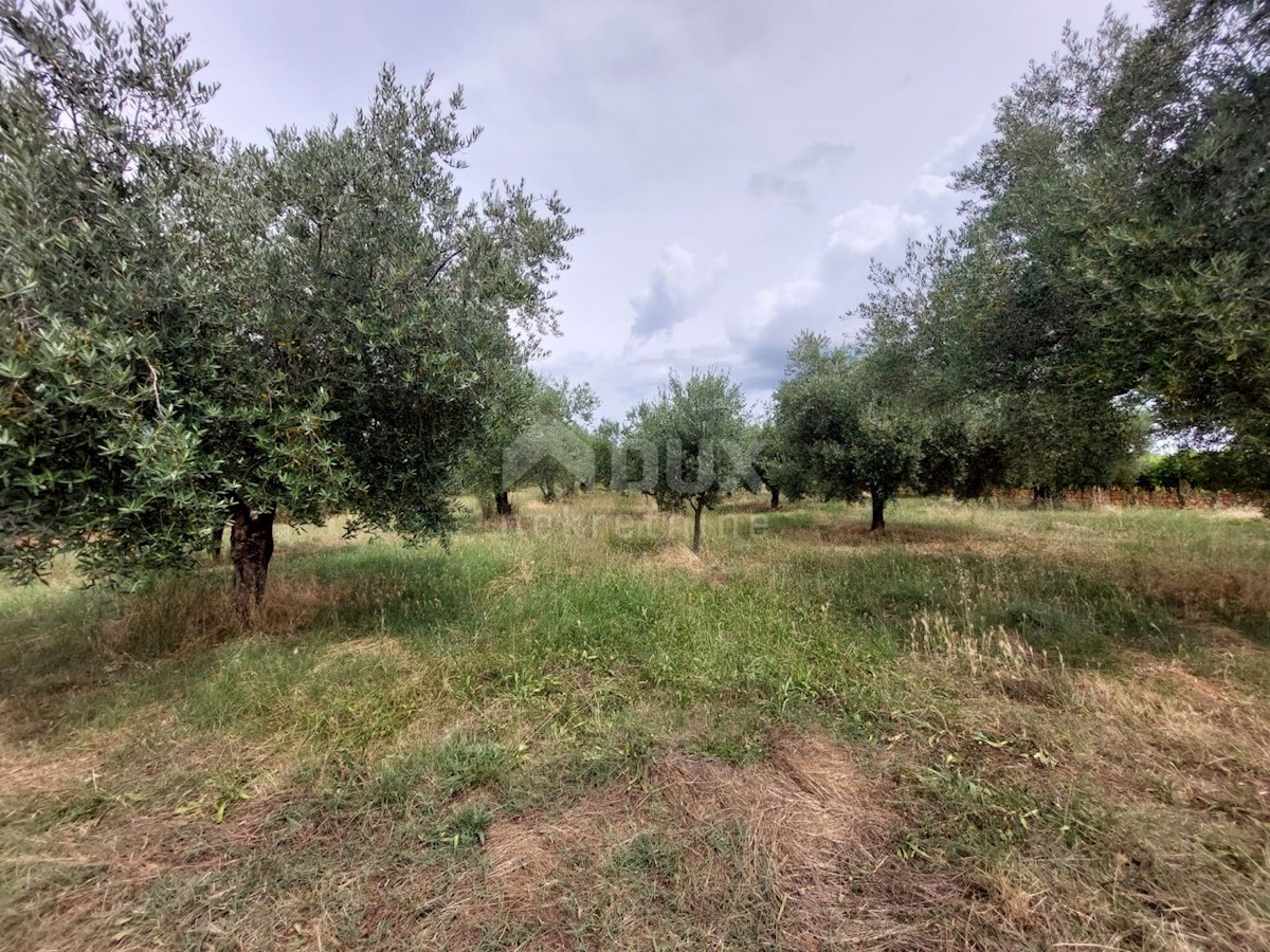 Terreno Brtonigla, 3.418m2