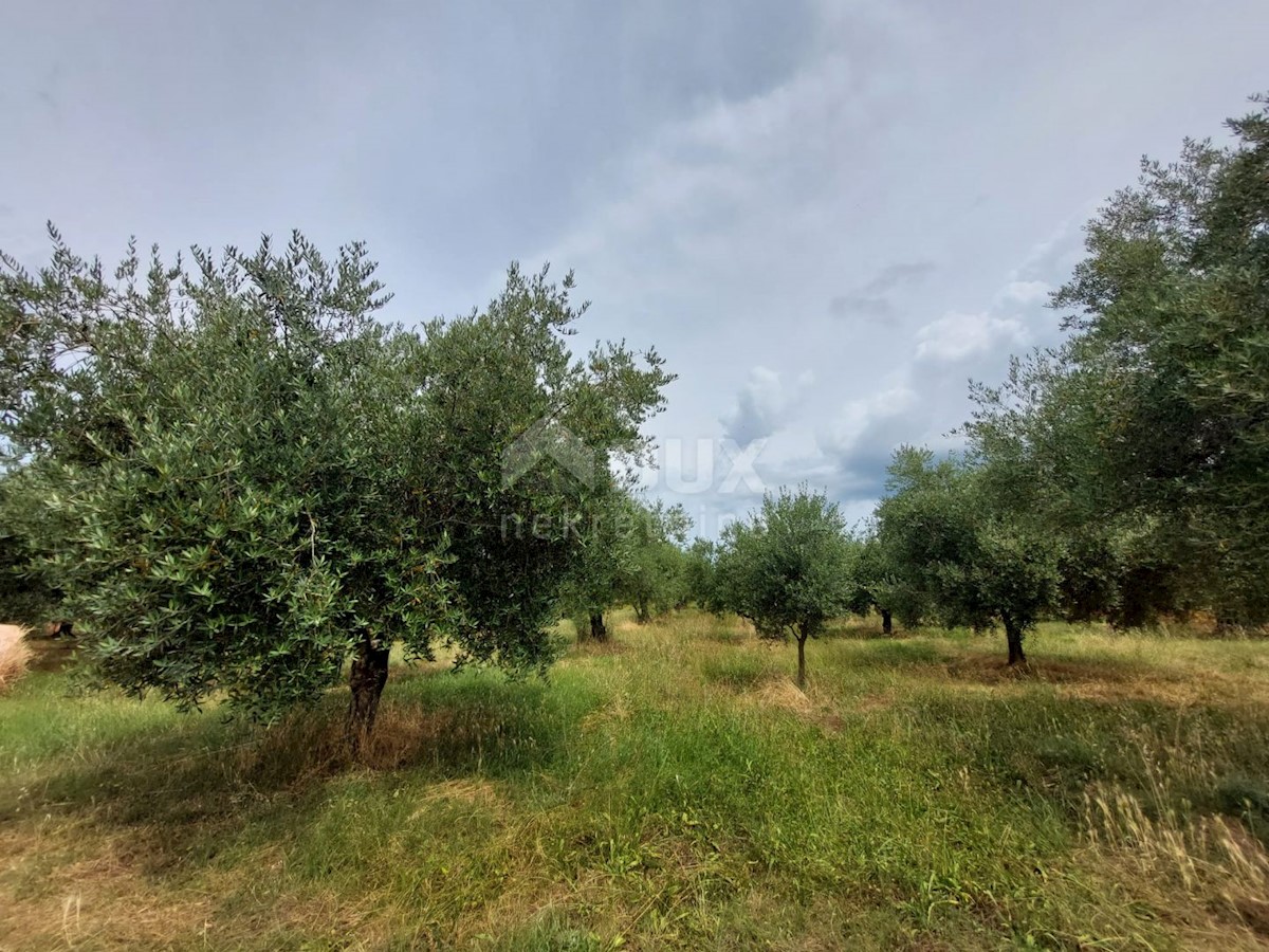 Terreno Brtonigla, 3.418m2