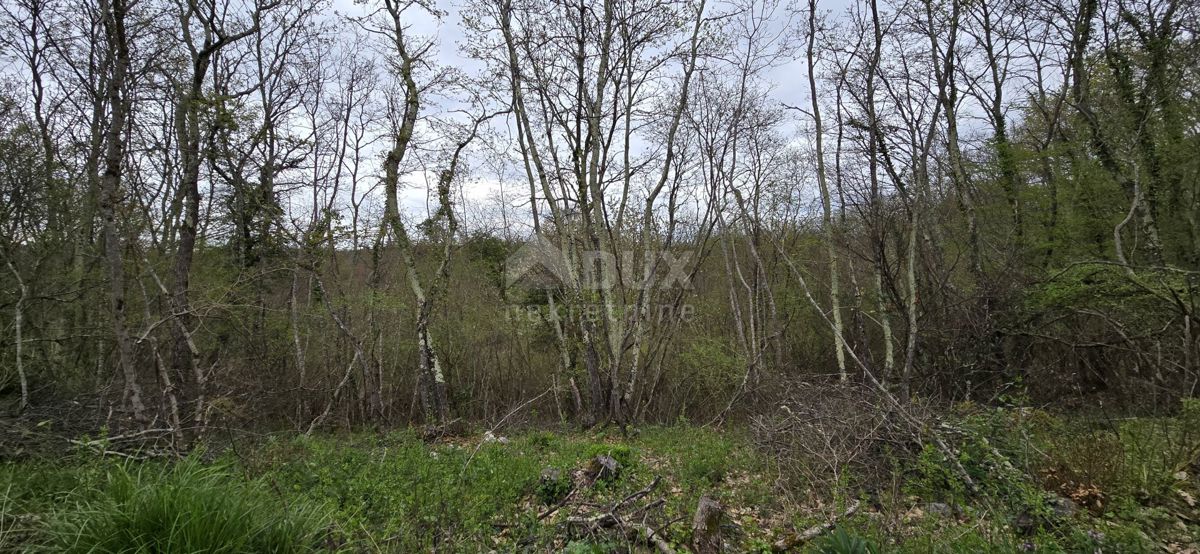 ISTRIA, KANFANAR - Ampio terreno agricolo di 17,5 ettari