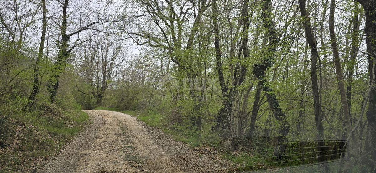 ISTRIA, KANFANAR - Ampio terreno agricolo di 17,5 ettari