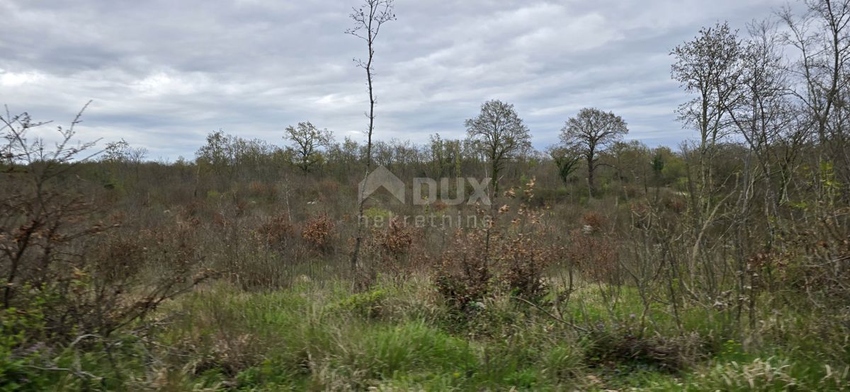 ISTRIA, KANFANAR - Ampio terreno agricolo di 17,5 ettari