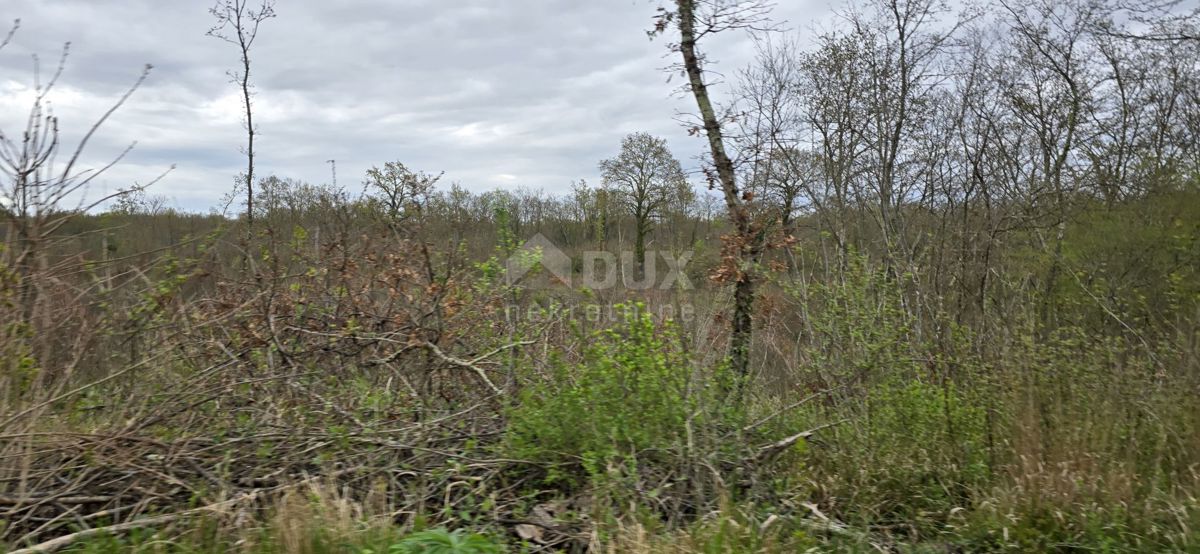 ISTRIA, KANFANAR - Ampio terreno agricolo di 17,5 ettari