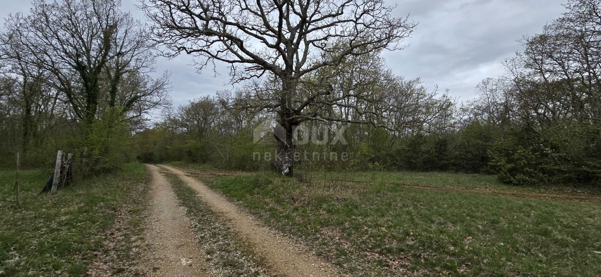 ISTRIA, KANFANAR - Ampio terreno agricolo di 17,5 ettari