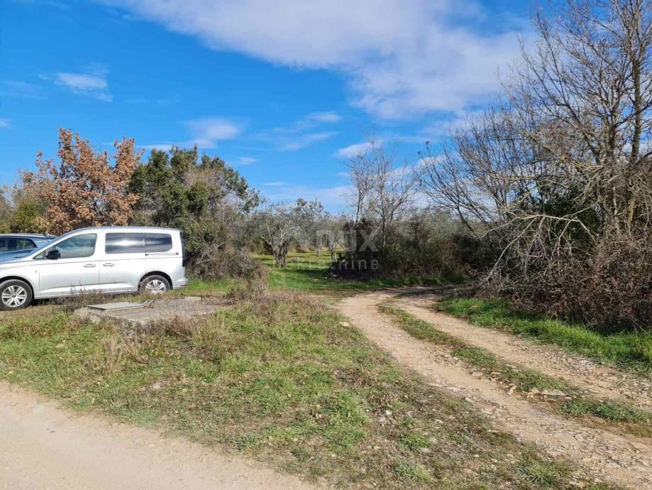 ISTRIA, FAŽANA - Bellissimo uliveto con kažun istriano 3.170 m2