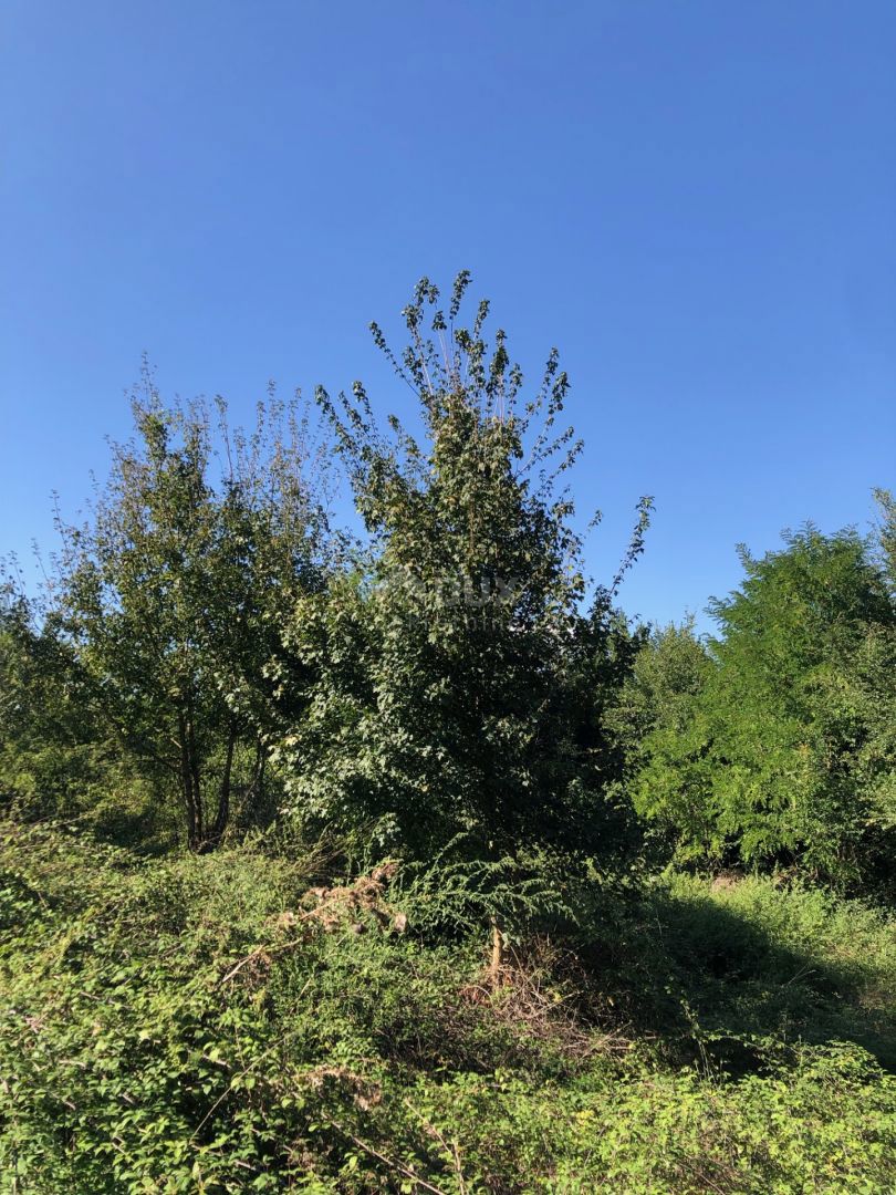 ISTRIA, PIĆAN - Una spaziosa proprietà di 2,2 ettari con una bellissima vista sul Monte Maggiore