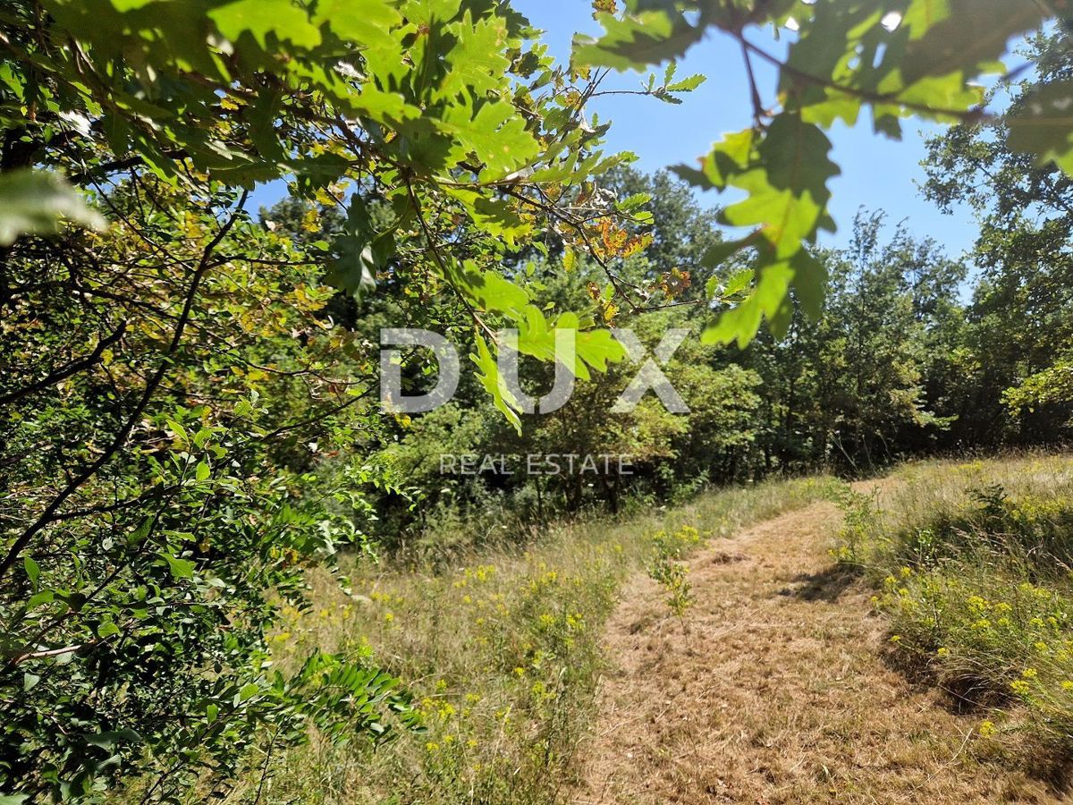 ISTRIA, ŽMINJ - Eccezionale terreno combinato