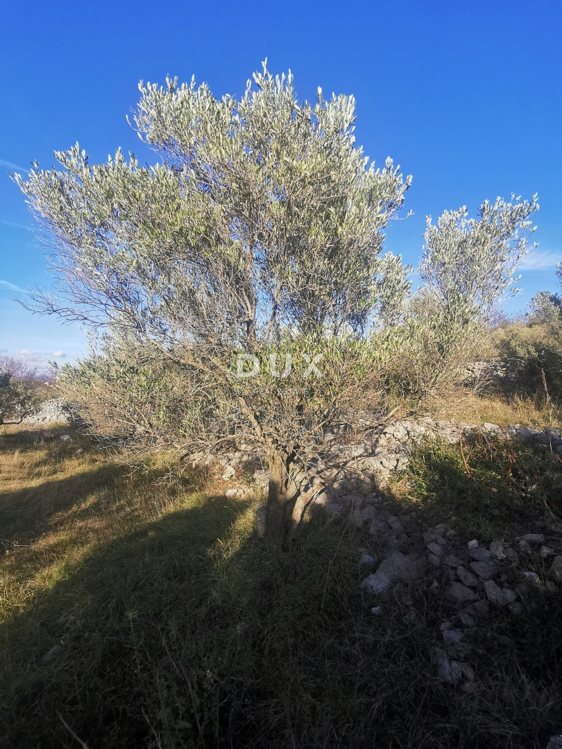 ISOLA DI KRK, PUNAT - Terreno agricolo