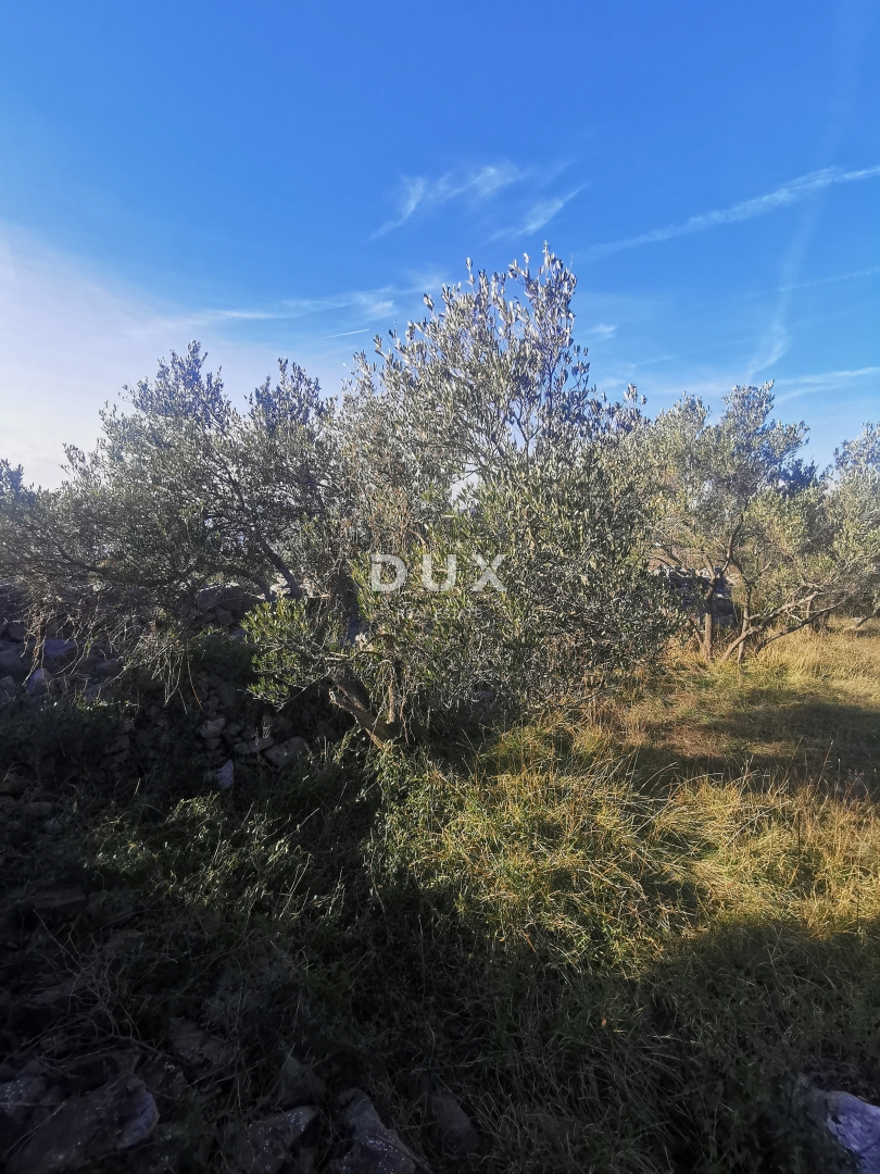 ISOLA DI KRK, PUNAT - Terreno agricolo