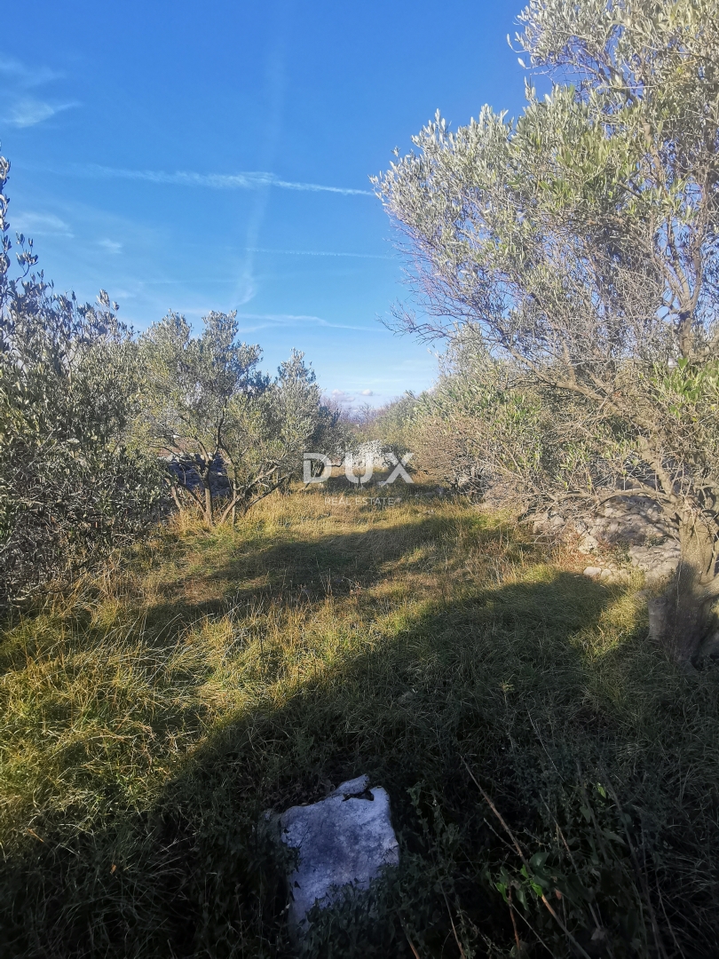 ISOLA DI KRK, PUNAT - Terreno agricolo