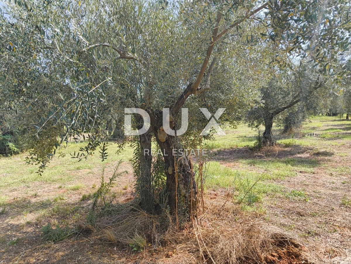 Terreno Labinci, Kaštelir-Labinci, 32.150m2