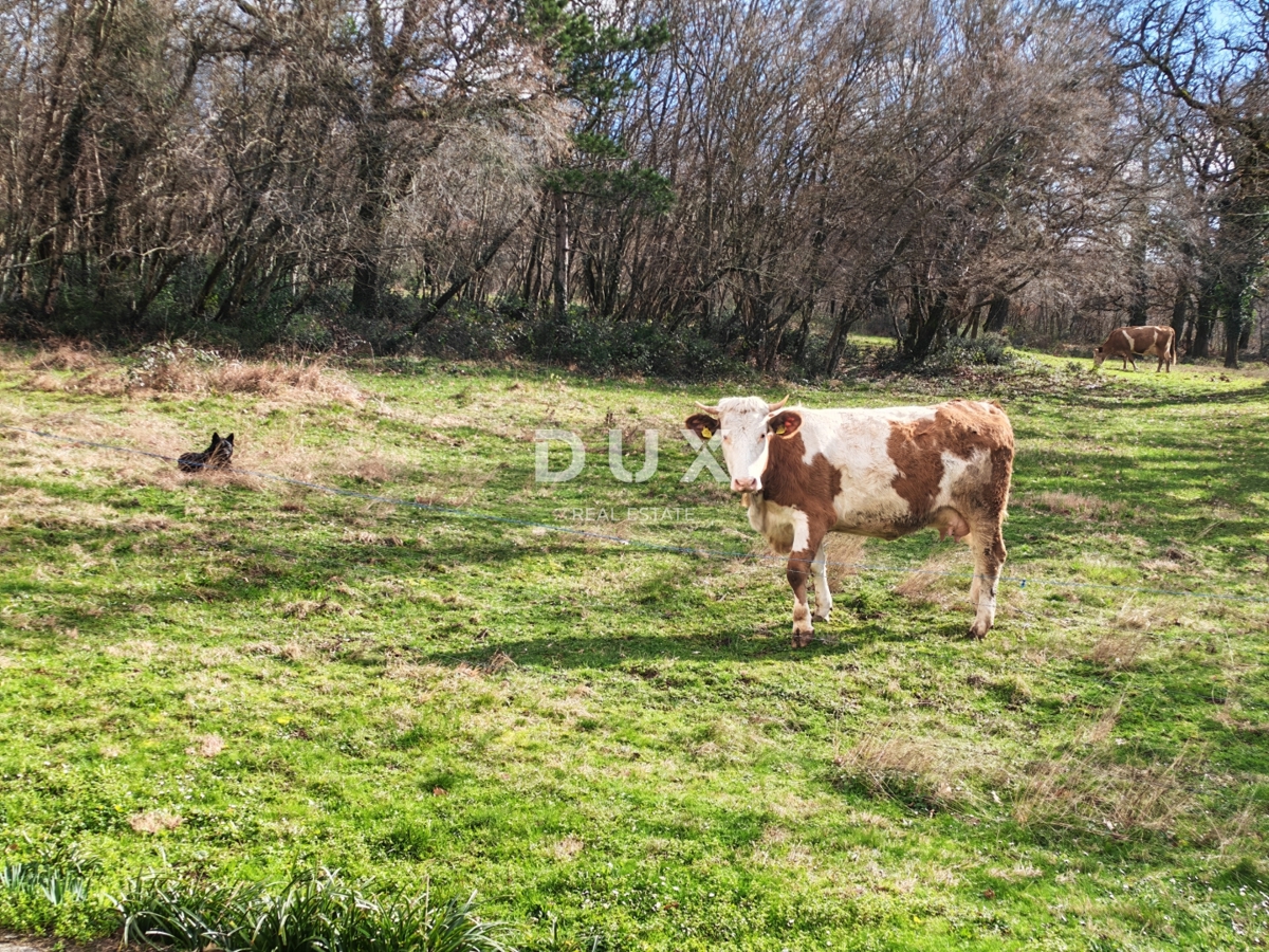 ISTRIA, BOLJUN - Casa con due appartamenti nel cuore dell'Istria