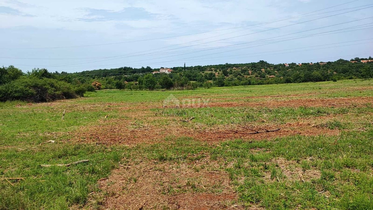 Terreno Kaldanija, Buje, 49.000m2