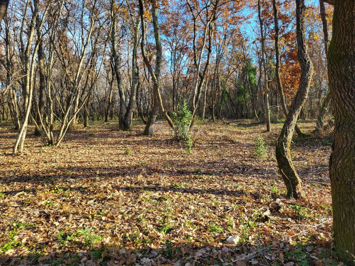 Terreno Valica, Umag, 4.286m2