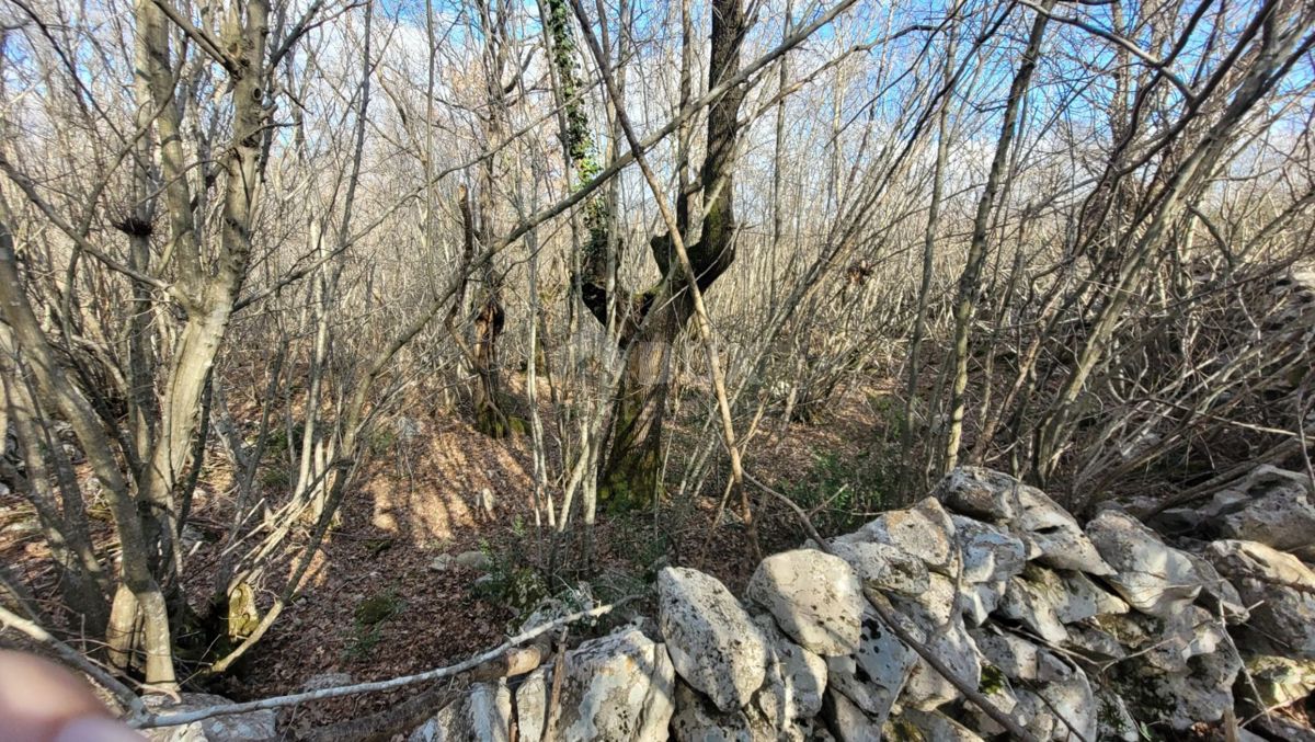 ISOLA DI KRK, KRK - Terreno pianeggiante ricco di bosco con accesso, ideale per OPG, 3000 m dal mare!